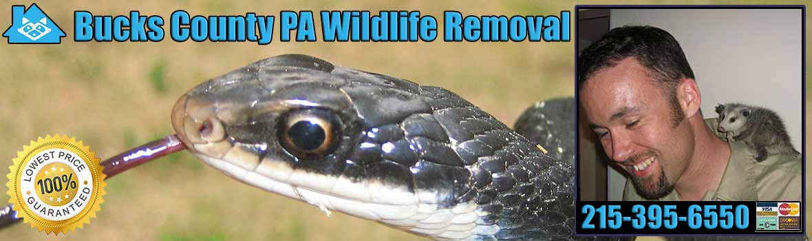 Bucks County Wildlife and Animal Removal